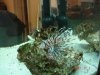 Lionfish.JPG
