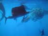 sailfish.jpg