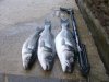 First Bass of the year!!.jpg