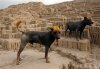 070122_hairlessdog_hmed_7a.hmedium.jpg