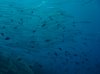 Formentera, may 2007 154.jpg