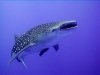 IMG_0045.1-WhaleShark (Small).jpg