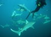 Blacktips (Aliwal Shoals).JPG