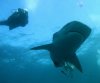Tigerhai (Aliwal Shoals) 1.JPG