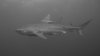 Tigerhai (Aliwal Shoals) 2.JPG