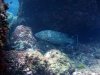 medes_grouper.jpg