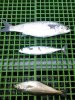 catch july 07 (Medium).jpg