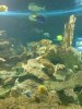 aquarium 1.jpg
