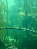 aquarium 8.jpg