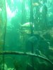 aquarium 10.jpg