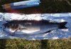 Thurlestone bass.jpg
