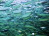 baitfish.JPG baitfish.JPG