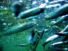 mackeral + baitfish.JPG mackeral + baitfish.JPG
