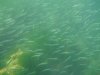 Bait fish.jpg