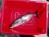 Sidmouth mullet.jpg