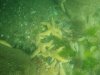 Sidmouth starfish.jpg