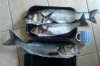 Lannacombe Bass 002.jpg