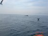 whale2.JPG