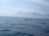 whale1.JPG