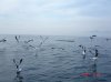 whale and calf.JPG