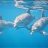 dolphindiver