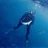 Diver06