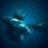 Shark 1980