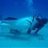 WhaleTail