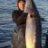 freedivehunt131
