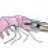the shrimp