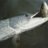 NorthernPike