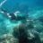 glassfish