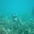 Free_diver