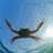 CrabDiver