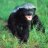 HoneyBadger