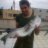 Amberjackass