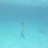 pinkfin