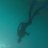Great white 02