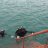 All_scuba_006