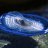 Velella