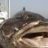 Qatar_hunter