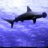 FreediveFL